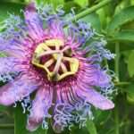 The passion flower is a unique gift from God to the world, like you (Table of Contents)