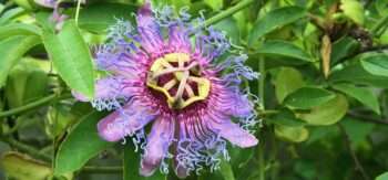 The passion flower is a unique gift from God to the world, like you
